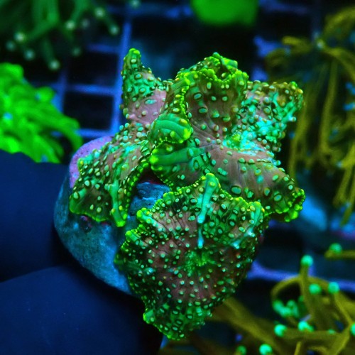 DISCOSOMA GREEN LAVA LAMP M [3P] #0505020