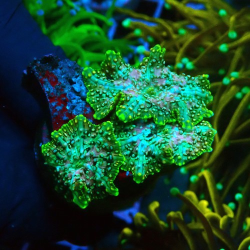 DISCOSOMA GREEN LAVA LAMP M [3P] #0505021