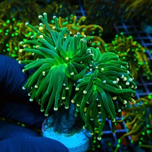 EUPHYLLIA GLABRESCENS COTTON CANDY GREEN M [2P] #0505039