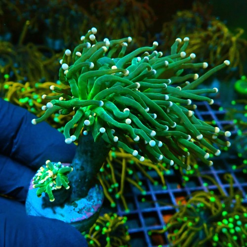EUPHYLLIA GLABRESCENS COTTON CANDY GREEN M [2P] #0505040