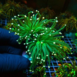 EUPHYLLIA GLABRESCENS COTTON CANDY GREEN M [2P] #0505041