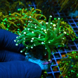 EUPHYLLIA GLABRESCENS COTTON CANDY GREEN S [1P] #0505038