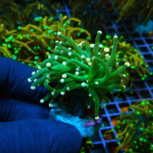 EUPHYLLIA GLABRESCENS COTTON CANDY GREEN S [1P] #0505038