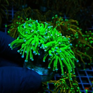 EUPHYLLIA GLABRESCENS ULTRA COTTON CANDY GREEN M [2P] #0505037