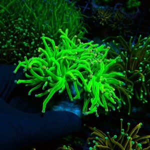 EUPHYLLIA GLABRESCENS ULTRA COTTON CANDY TOXIC GREEN M [2P] #0505048