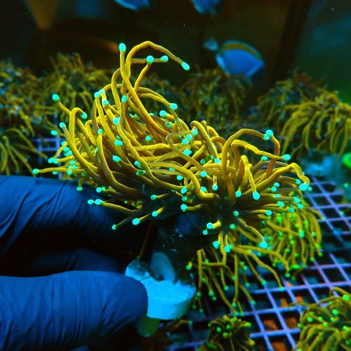 EUPHYLLIA GLABRESCENS ULTRA GOLDEN TORCH M [2P] #0505044