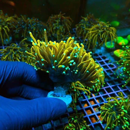 EUPHYLLIA GLABRESCENS ULTRA GOLDEN TORCH M [2P] #0505045
