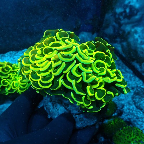 EUPYLLIA ANCORA ULTRA YELLOW L [~10CM] #0505003