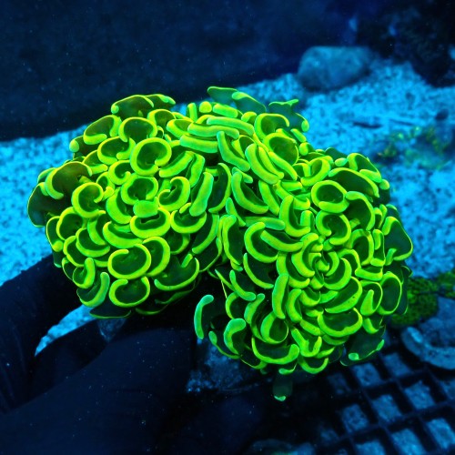 EUPYLLIA ANCORA ULTRA YELLOW L [~10CM] #0505004