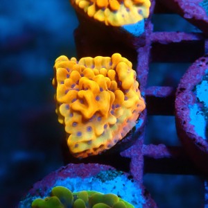 MONTIPORA FLAMING PHOENIX M [~2CM] #0505076