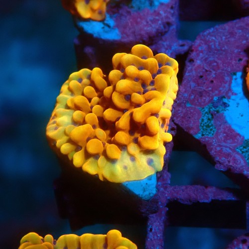 MONTIPORA FLAMING PHOENIX M [~2CM] #0505077