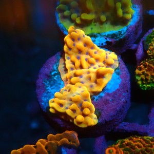 MONTIPORA FLAMING PHOENIX M [~3CM] #0505072