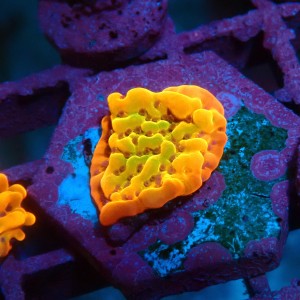 MONTIPORA KUNG PAO M [~3CM] #0505078
