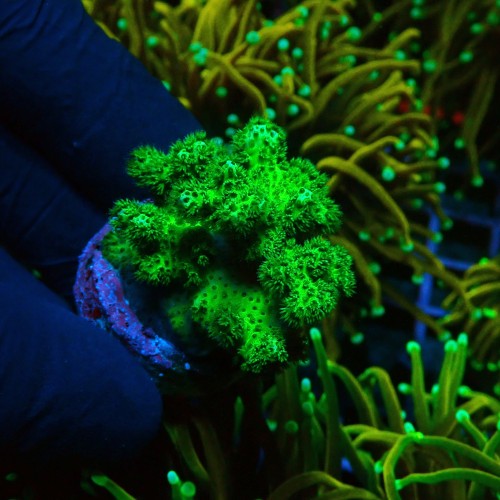 POCILLOPORA GREEN S [~3CM] #0505030