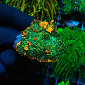 RHODACTIS BOUNCE MUSHROOM L [~5CM] #0505017