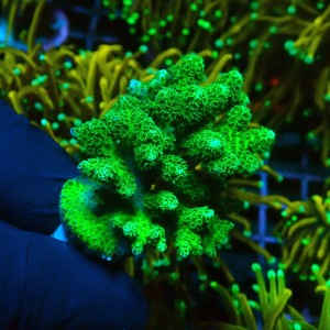 POCILLOPORA GREEN M [~5CM] #0505032