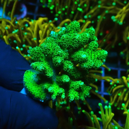 27514 POCILLOPORA GREEN M [~5CM] #0505032 119.JPG