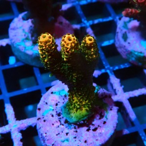 ACROPORA ORANGE RAINBOW S [~3CM] #0505065