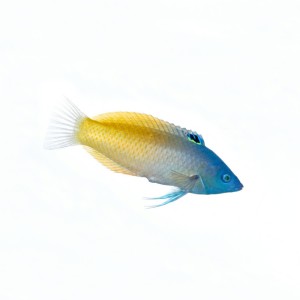 Halichoeres prosopeion (M)