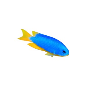 Pomacentrus coelestis - garbik