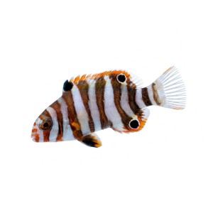 Choerodon fasciatus - wargacz