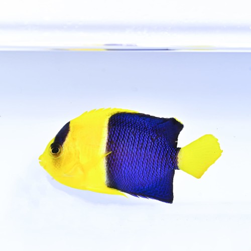 Centropyge bicolor (L)