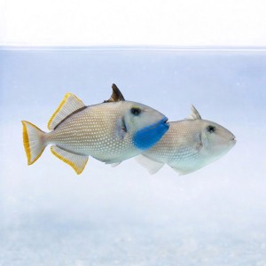 Xanthichthys auromarginatus - rogatnica - para