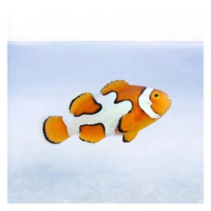 Amphiprion percula Picasso (M) B1-GRADE - błazenek picasso