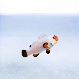 Amphiprion ocellaris platinum (M) - błazenek platynowy