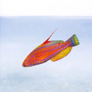 Paracheilinus flavianalis