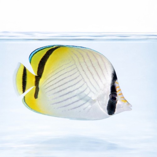 Chaetodon vagabundus (S)