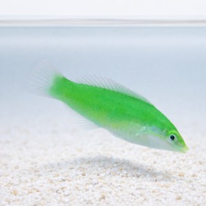 Halichoeres chloropterus (S) - wargacz pastelowo-zielony