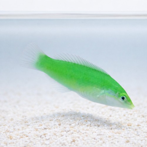 Halichoeres chloropterus (S) - wargacz pastelowo-zielony