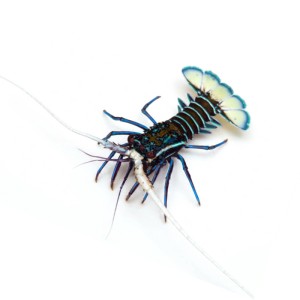 Panulirus versicolor (Lobster blue) langusta 