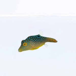 Canthigaster solandri (S) - rozdymka cętkowana