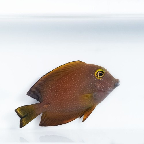 Ctenochaetus truncatus (M/L) - pokolec