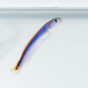 Hoplolatilus oreni (M) - Oreni tilefish 