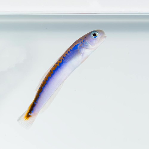 Hoplolatilus oreni (M) - Oreni tilefish 