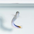 Hoplolatilus oreni (M) - Oreni tilefish 
