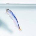 Hoplolatilus oreni (M) - Oreni tilefish 