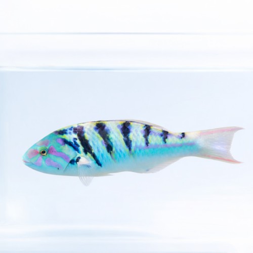 Thalassoma hardwicke (M) -  wargacz sześciopasy