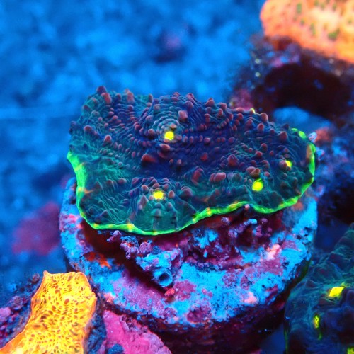 CHALICE WATERMELON FRAG #1505001