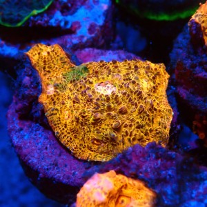 CHALICE GOLD RAINBOW FRAG #1505002