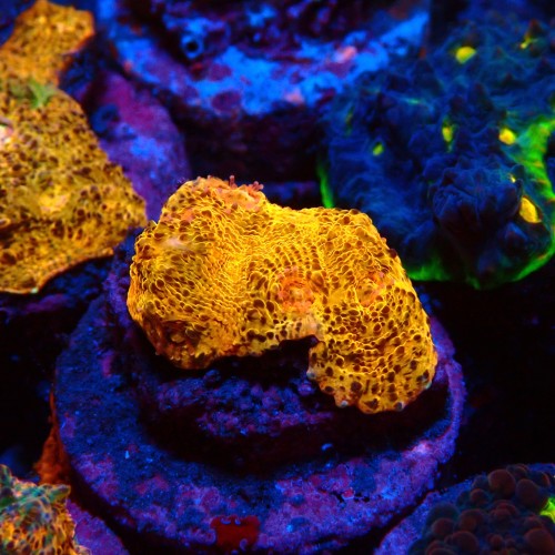 CHALICE GOLD FRAG #1505003