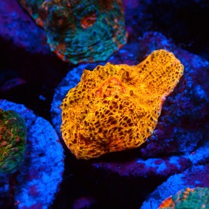 CHALICE GOLD FRAG #1505005