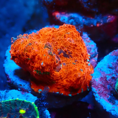 CHALICE RED RAINBOW FRAG #1505006