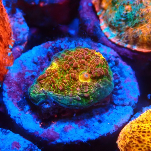 CHALICE GREEN WATERMELON FRAG #1505007