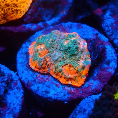 CHALICE NACHO CHEESE FRAG #1505008