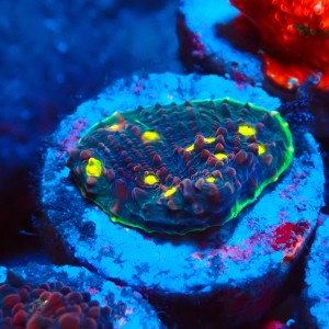 CHALICE WATERMELON FRAG #1505009