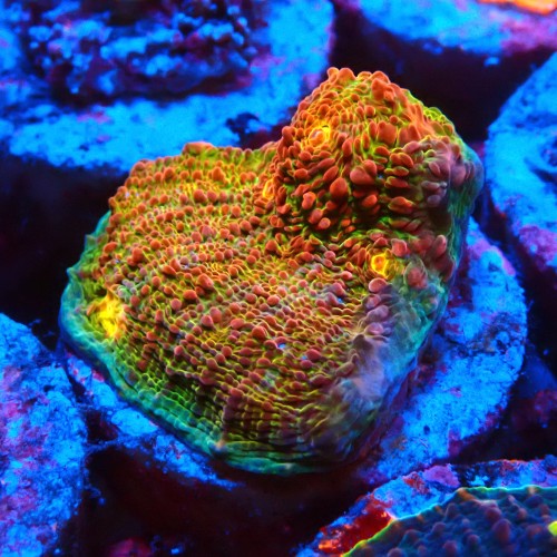 CHALICE GREEN WATERMELON FRAG #1505010
